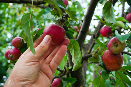 A hand reaches for a ripe red apple on a branch in an orchard. Green leaves surround the fruit,...