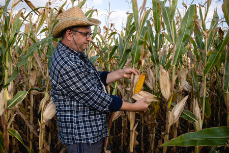 A farmer wears a straw hat and plaid shirt while inspecting a corn ear in a field surrounded by tall corn plants under a clear blue sky.の写真素材