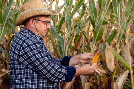A man in a straw hat inspects ears of corn in a field. He wears a plaid shirt and stands amidst tall...