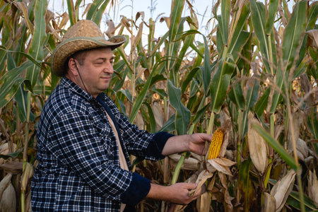 A farmer dressed in a plaid shirt and straw hat harvests mature ears of corn in a field during a...