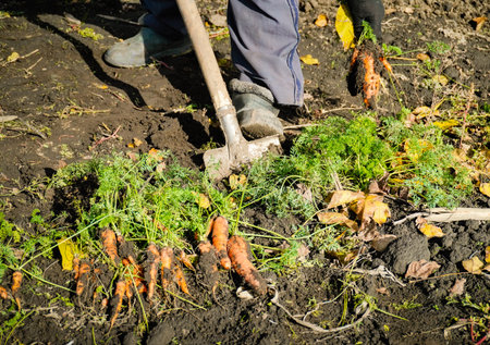 In a garden during the autumn season, a person is using a shovel to dig up fresh carrots from the...