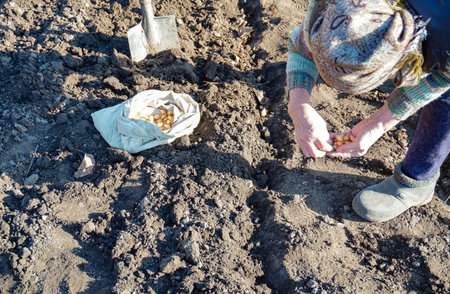 A gardener is planting onion seeds into freshly prepared soil, with a bag of seeds nearby. The scene captures the essence of home gardening in springtime.の写真素材