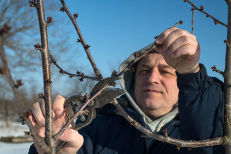 A man is using pruning shears to cut branches of a tree on a clear winter day. He is focused on the...