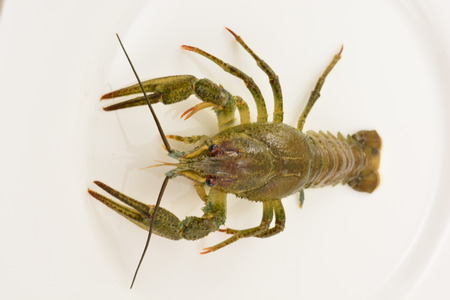 crayfish live on an isolated white backgroundの写真素材