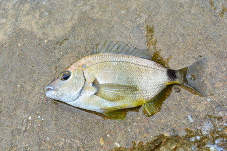Black Sea Diplodus annularis on the seashoreの写真素材