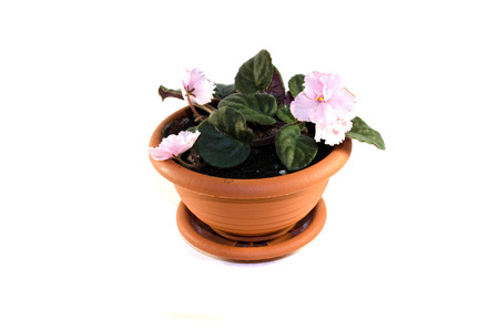 violet in a potの写真素材