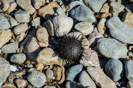 sea hedgehogの写真素材