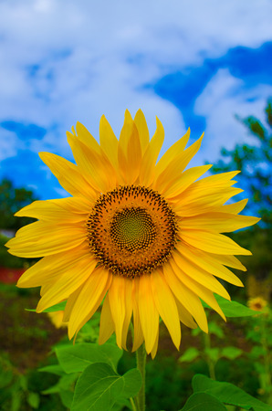 sunflower on blue skyの写真素材