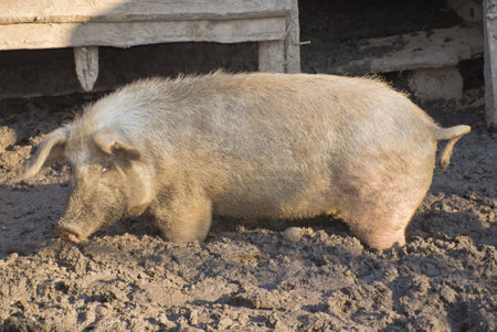 pigの写真素材