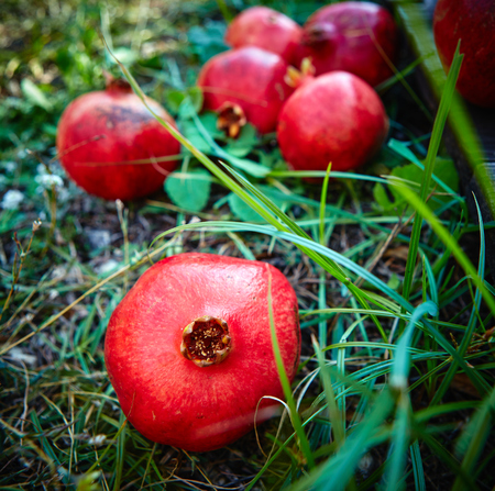 ripe cracked raw pomegranates on a green grass backgroundの写真素材