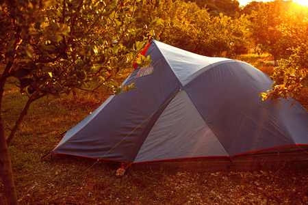 tents in the pomegranate orchard with riped pomegranates. sunrise shotの写真素材