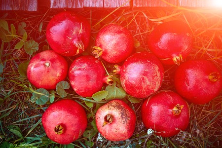 ripe cracked raw pomegranates on a green grass backgroundの写真素材