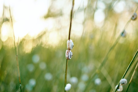 snail on the grass in the fieldの写真素材