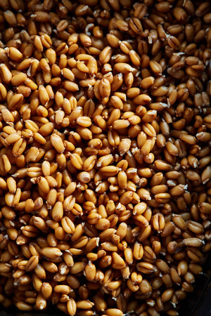 Whole wheat sprouts. Closeup, shallow depth of fieldの写真素材