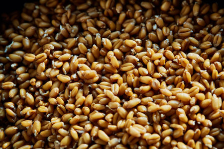 Whole wheat sprouts. Closeup, shallow depth of fieldの写真素材