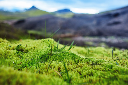 Valley National Park Landmannalaugar. Magnificent Iceland in the August. juicy green Icelandic moss and the creekの写真素材