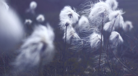 Valley National Park Landmannalaugar. flowers in a national park in Iceland in August.の写真素材