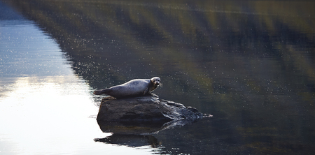 seal on the stone in the lake or bay. Travel to Icelandの写真素材