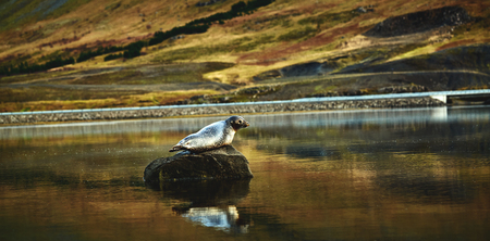 seal on the stone in the lake or bay. Travel to Icelandの写真素材