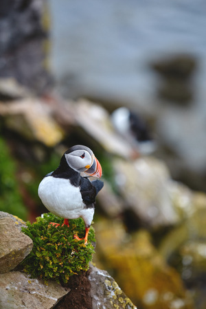 Puffin on the rocks at latrabjarg Iceland on a sunny day, Iceland, West Fjords.の写真素材