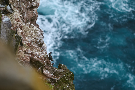 Stunning Latrabjarg cliffs, Europes largest bird cliff and home to millions of birds, including puffins, northern gannets, guillemots and razorbills. Western Fjords of Icelandの写真素材