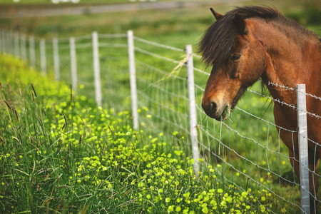 Travel to Iceland. horse on a green field backgroundの写真素材