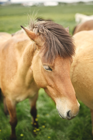 Travel to Iceland. horses is passionate in the field. Beautiful black horse looking at cameraの写真素材