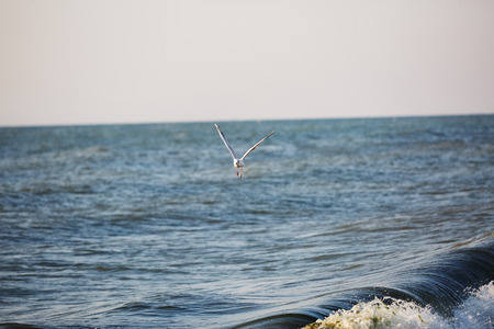 a Seagull flies over sea waves at morningの写真素材