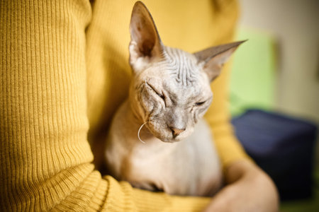 An old Sphynx cat resting on a woman's lap