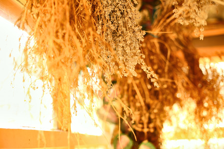 bunches of dried herbs hanging from the ceiling in a barn or on a veranda in the autumn sunny afternoon. Fall blurred background.の写真素材