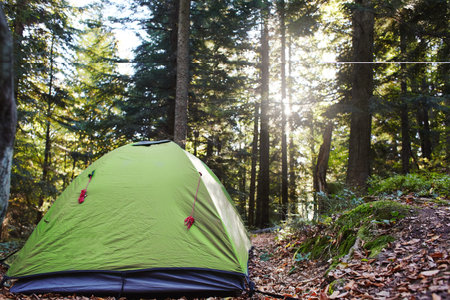 green tent in a green pine woods in fall. Autumn weekend forest hiking with tent. Camping and tent...