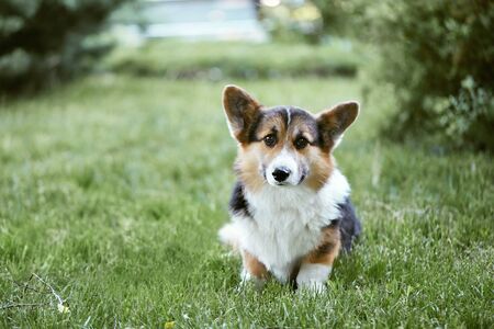 Lonely Welsh Corgi dog with sad eyes sitting on the grass in the park and waiting for the owner. Portrait of Pembroke Welsh Corgi, cute Corgi dog posing outdoors.の写真素材
