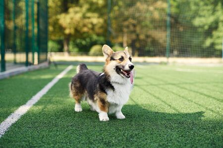 Funny Welsh Corgi dog standing on green grass in stadium. Corgi dog smile and happy in summer sunny day. Concept of dog walking outdoors.の写真素材