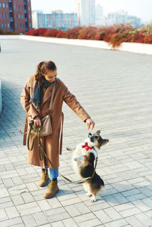 Autumn pet walking. woman in coat holding dogs treat, Welsh Corgi tanding on hind legs ad asking food. autumn concept, friendship dog and human.の写真素材