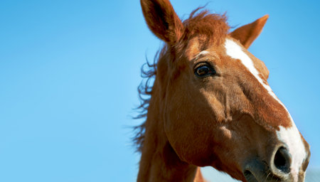 portrait beautiful chestnut horse on blue sky background.の写真素材
