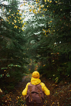 Rear view woman walking outdoors with backpack into the wild trail, hiking in misty autumn forestの写真素材