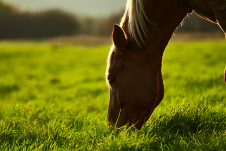 Beautiful brown horse grazing in a meadow with green grass, close up side view portrait of animal in natureの写真素材