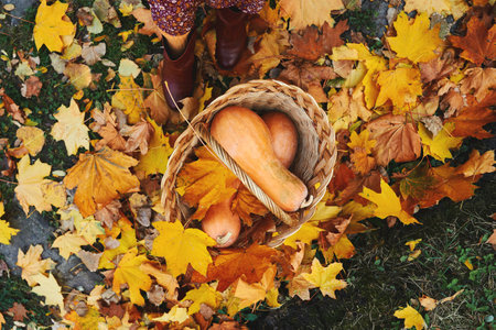 Top view of wicker basket brimming with pumpkins stands on the ground, surrounded by golden leavesの写真素材