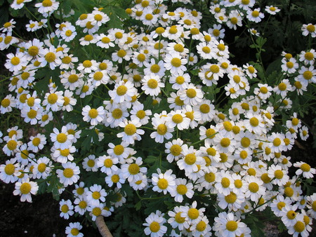 plantの写真素材