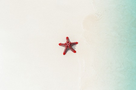 starfish on the beach, vacation memories.の写真素材