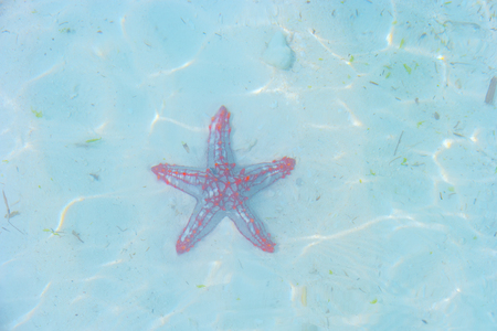 Red starfish on the beach under water, vacation memories.の写真素材