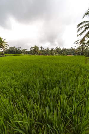 Rice field, palm trees and houses, rural landscape, Bali Island, Indonesiaの写真素材