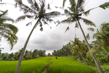 Rice field, palm trees and houses, rural landscape, Bali Island, Indonesiaの写真素材