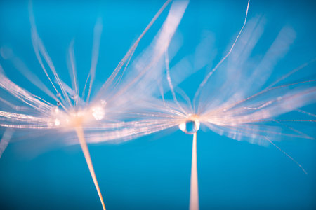 Beautiful water drop on a dandelion flower seed macro in nature. Beautiful deep saturated Blue...
