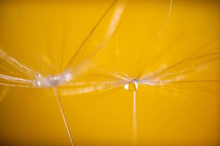 Beautiful water drop on a dandelion flower seed macro in nature. Beautiful deep saturated Yellow background.の写真素材