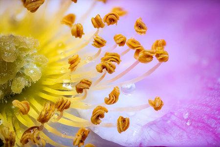 Macro rosehip flower with water drops high detail closeupの写真素材