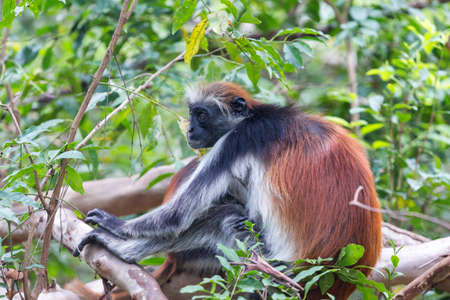 Red colobus Piliocolobus kirki monkey Zanzibar, Tanzaniaの写真素材