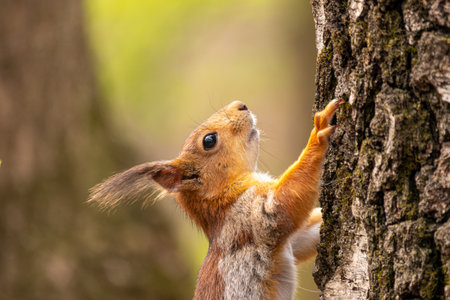 The Eurasian red squirrel Sciurus vulgaris in its natural habitat in the spring forest.の写真素材