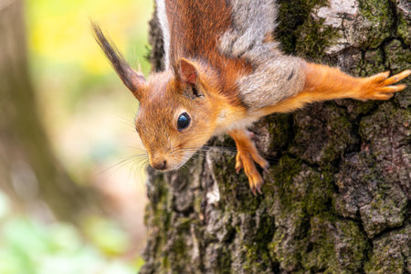 The Eurasian red squirrel Sciurus vulgaris in its natural habitat in the spring forest.の写真素材