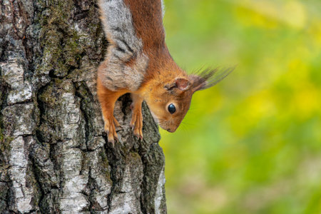 The red squirrel Sciurus vulgaris in its natural habitat in the spring forest.の写真素材
